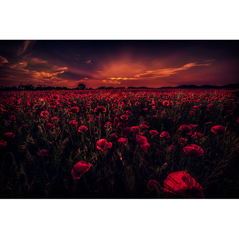 Ταπετσαρία χώρου με Field with red poppies
